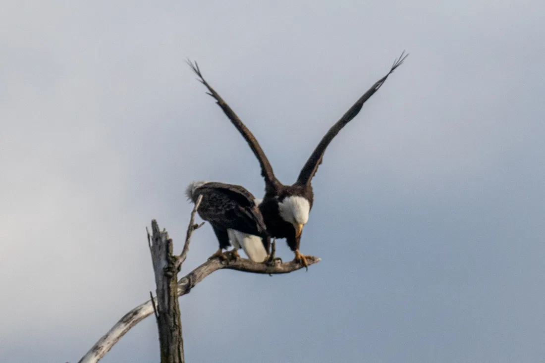 Bald eagle with wings raised, perched on a bare branch against a pale sky