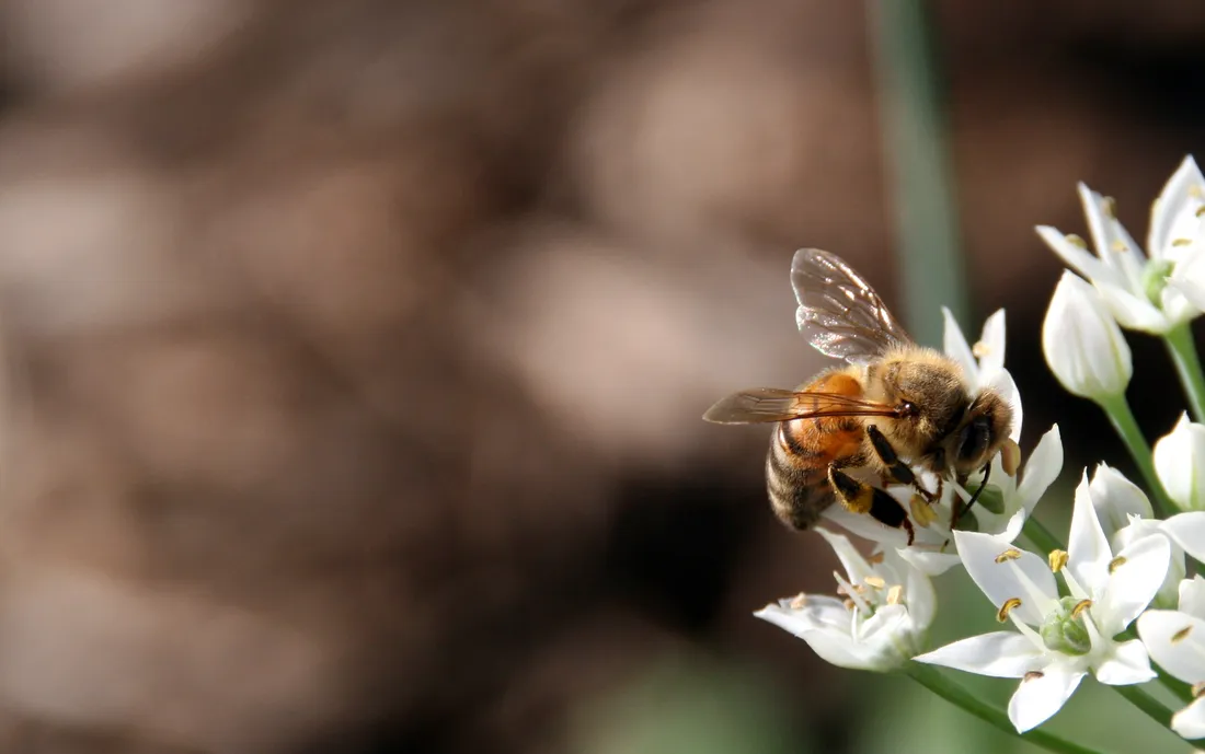 Close-up of a bee on white flowers with a soft, creamy background